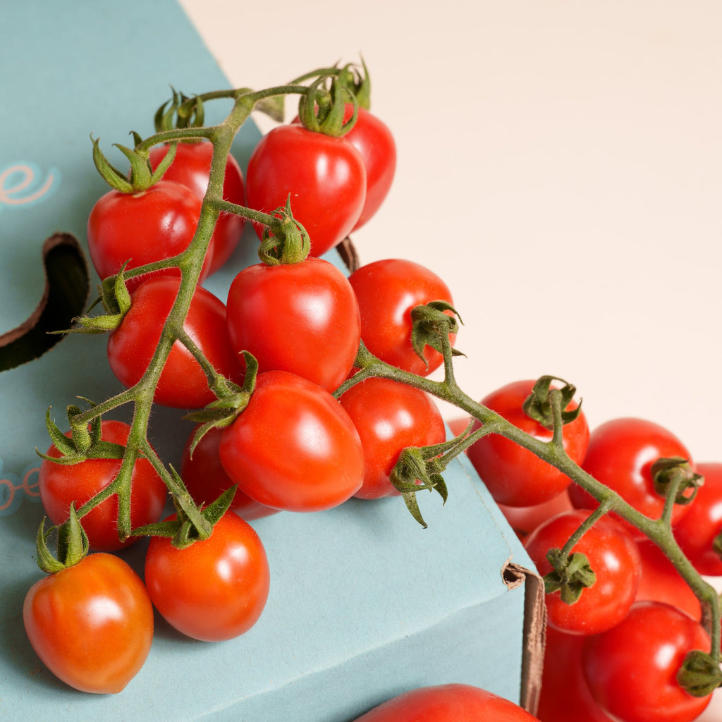 DIE NEUE TOMATEN-BOX